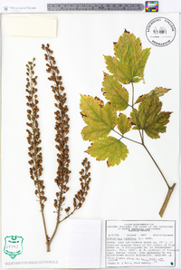 Actaea racemosa image