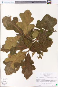 Quercus margaretta image