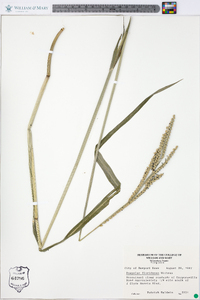 Paspalum floridanum image