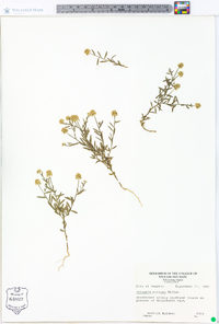 Polygala mariana image