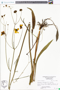 Coreopsis falcata image