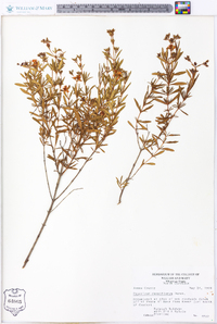 Hypericum densiflorum image