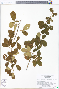 Rubus cuneifolius image