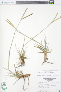 Paspalum notatum image