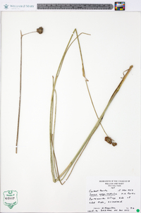 Juncus megacephalus image