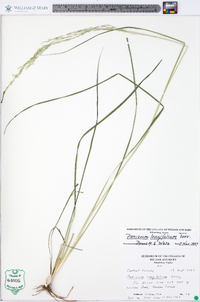 Coleataenia longifolia image