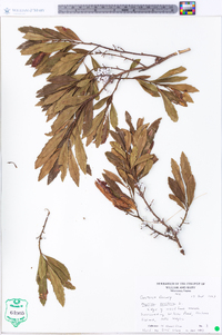 Myrica cerifera image