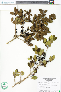 Ilex vomitoria image