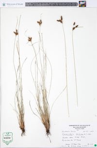 Fimbristylis thermalis image