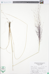 Muhlenbergia capillaris image