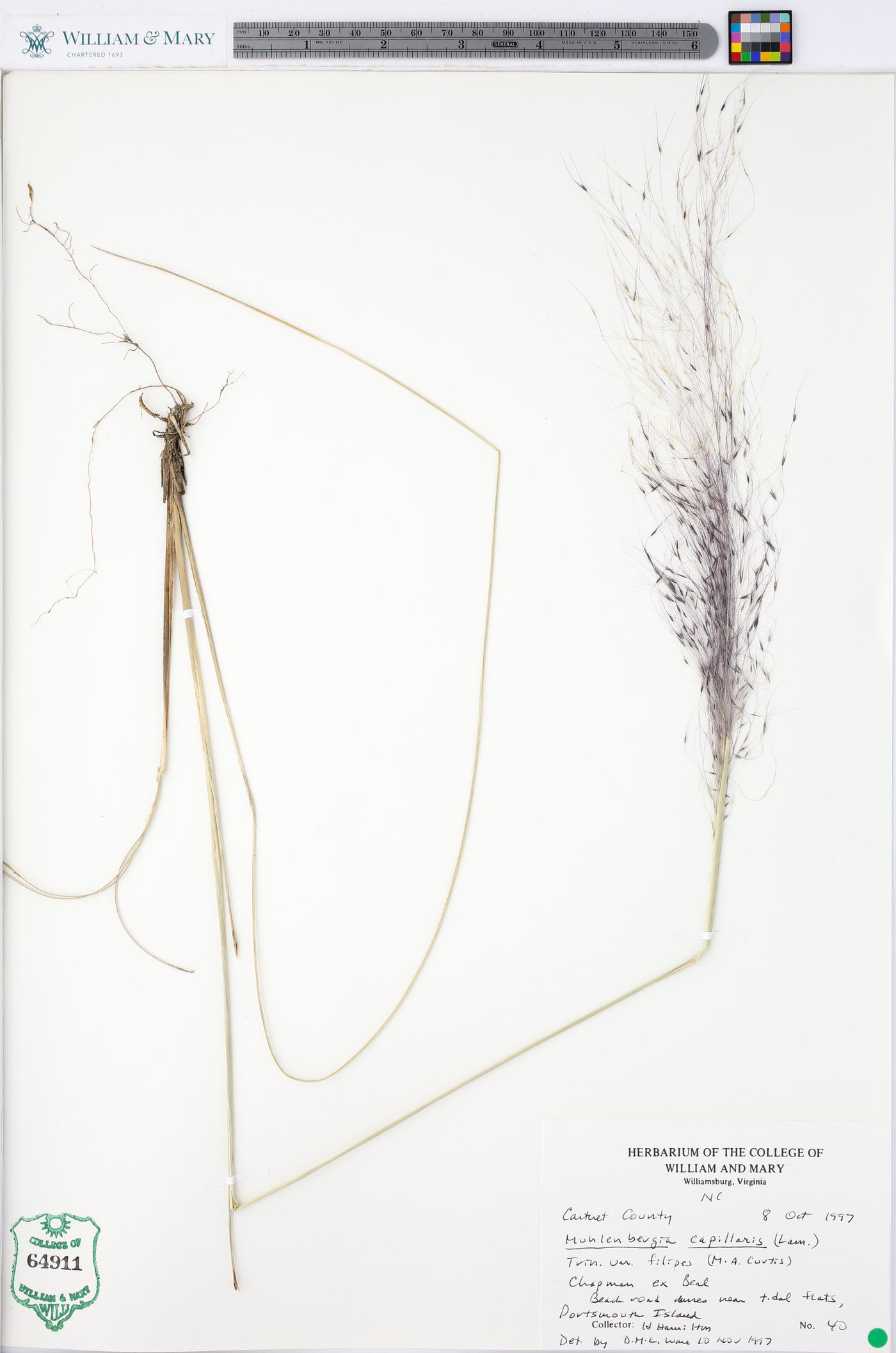 Muhlenbergia capillaris image