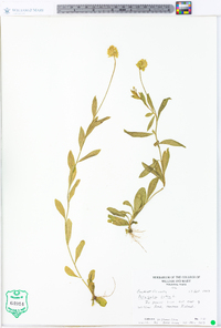 Polygala lutea image