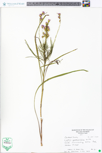 Liatris graminifolia image