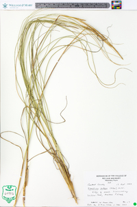 Spartina patens image