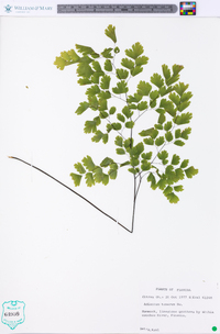 Adiantum tenerum image