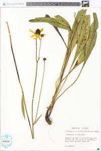 Rudbeckia nitida image