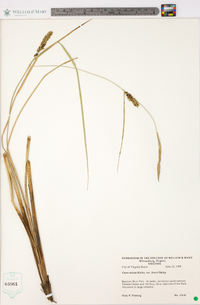 Carex striata image