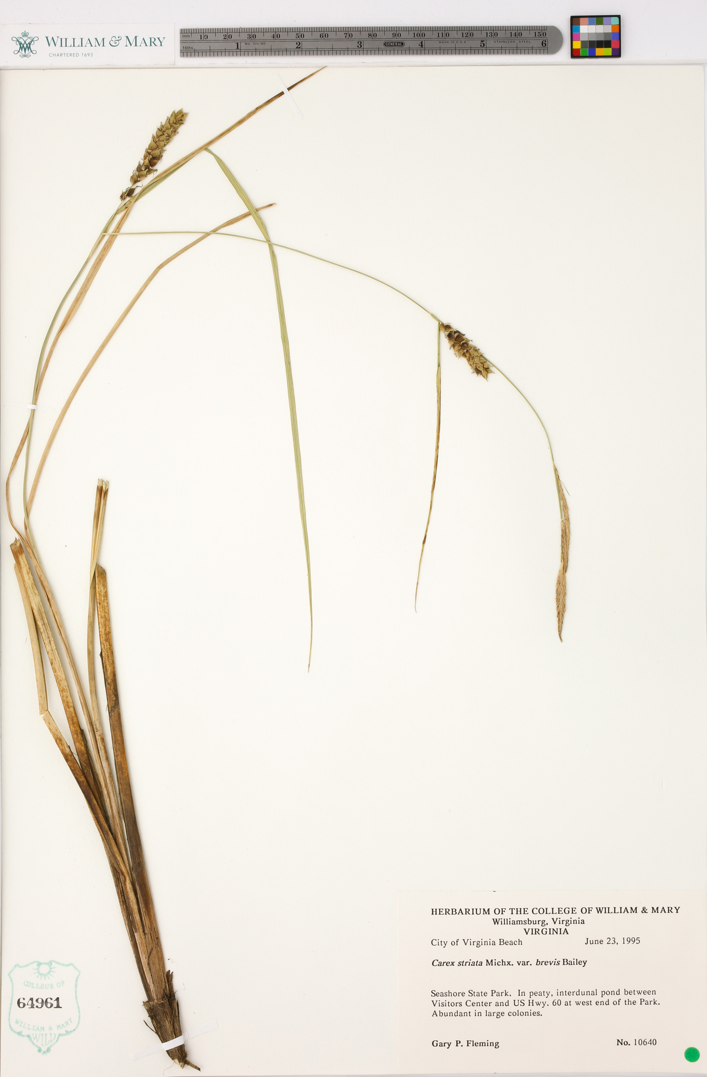 Carex striata var. brevis image