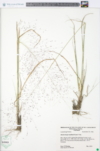 Muhlenbergia capillaris image