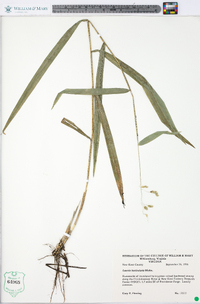 Leersia lenticularis image