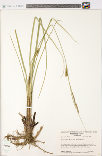 Carex striata image