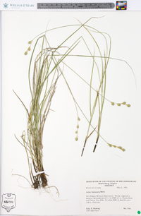 Carex festucacea image