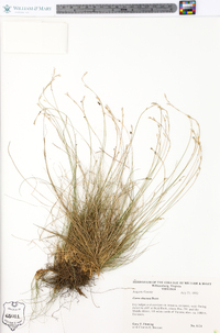 Carex eburnea image