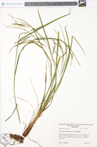 Carex debilis var. rudgei image