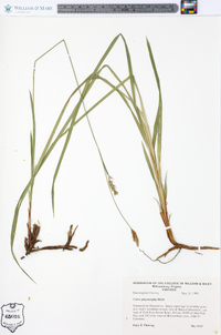 Carex polymorpha image