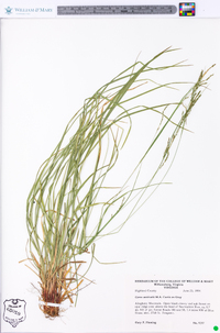 Carex aestivalis image