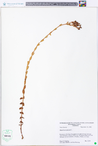 Hypericum setosum image