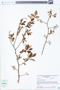 Vaccinium fuscatum image