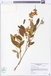 Lyonia mariana image