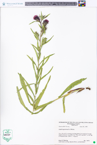 Liatris squarrosa image