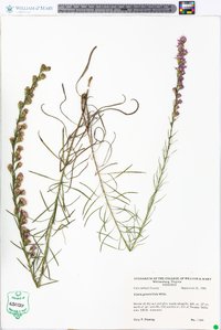 Liatris graminifolia image