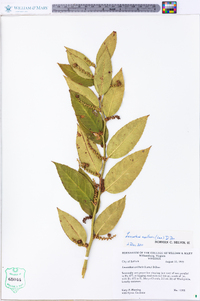 Leucothoe axillaris image