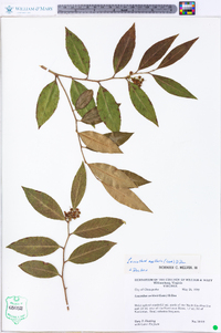 Leucothoe axillaris image