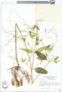 Verbena scabra image