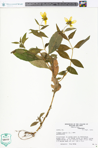 Bidens laevis image