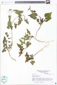 Ipomoea lacunosa image