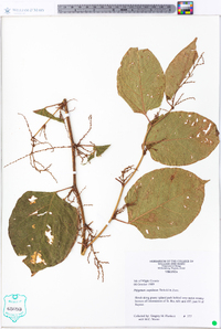 Reynoutria japonica image