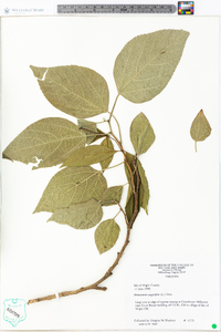 Broussonetia papyrifera image