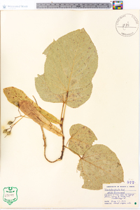 Tilia heterophylla image