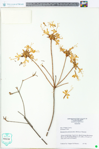 Rhododendron periclymenoides image