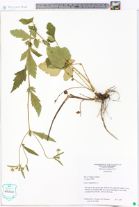 Geum virginianum image