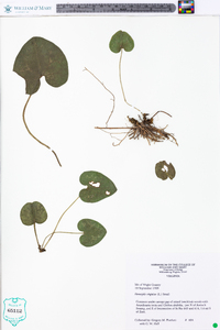 Hexastylis virginica image