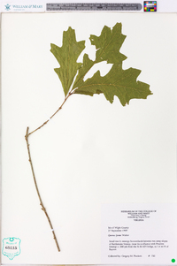 Quercus lyrata image