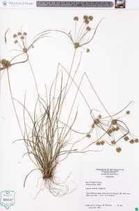 Cyperus retrorsus image