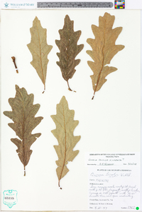 Quercus bicolor image