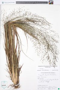 Eragrostis hirsuta image